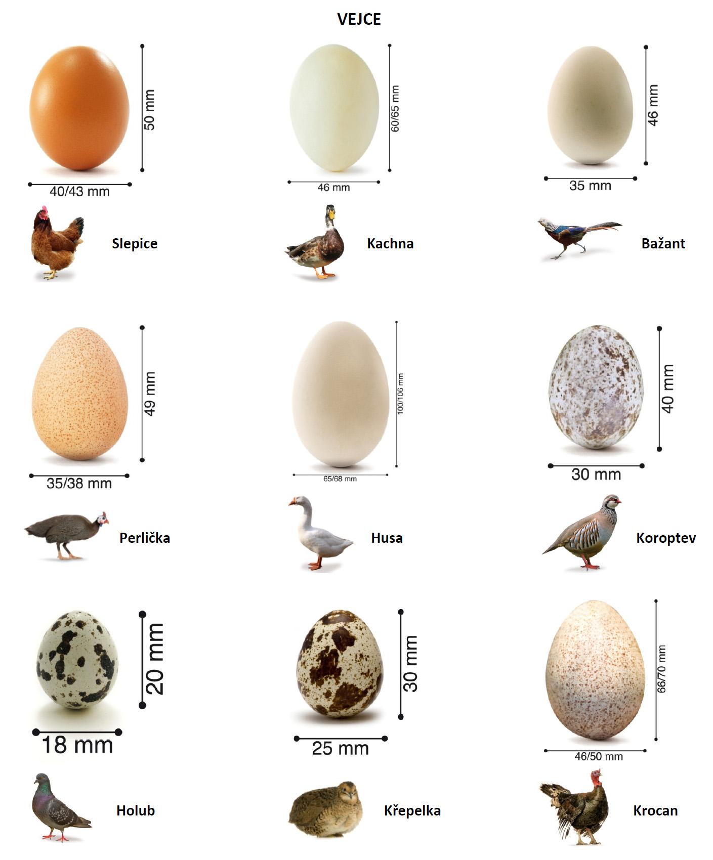 Velikost vajíček u drůbeže