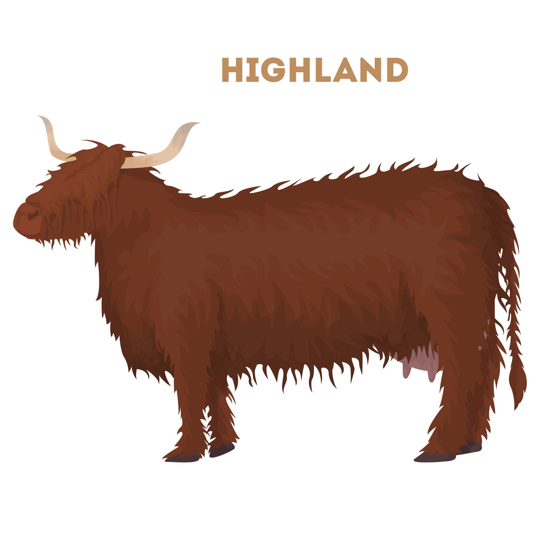 Higland cattle