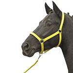 Jezdecké potřeby pro koně