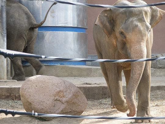 Sada na elektrický ohradník pro slony, medvědy a velká zvířata 200 m s páskou OLLI 20 mm